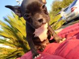 Irk Ve Sağlik Garanti̇li̇ French Bulldog Erkek Yavru