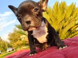 Irk Ve Sağlik Garanti̇li̇ French Bulldog Erkek Yavru