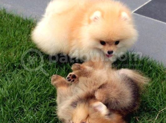 Vonalp Pet Guvencesiyle Saflik Ve Saglik Garantili Pomerian Boo Yavrularimiz