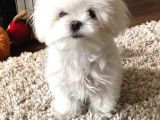 VONALP PET GARANTİSİYLE MUHTEŞEM MALTESE BEBEKLERIMIZ