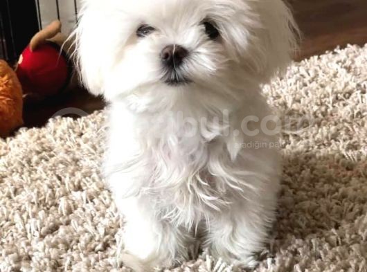 Vonalp Pet Garanti̇si̇yle Muhteşem Maltese Bebeklerimiz