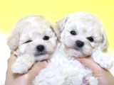 Korean maltipoo bebeklerımız uygun
