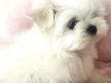 Teacup morkie uygun