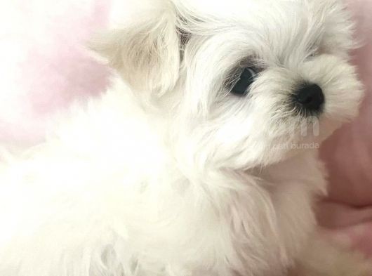 Teacup Morkie Uygun