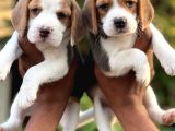 Safkan beagle erkek dişi kısabacak