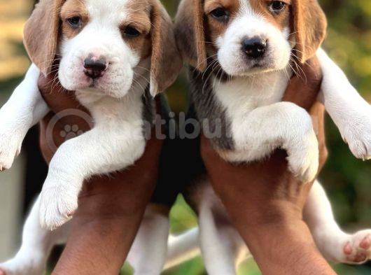 Safkan Beagle Erkek Dişi Kısabacak