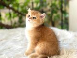 VONALP PET GARANTİSİYLE MUKEMMEL KALİTEDE BRITISH YAVRULARIMIZ