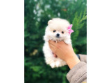 VONALP PET GARANTİSİYLE GÜZELLİĞİNE HAYRAN BIRAKAN POMERIAN YAVRULARIMIZ