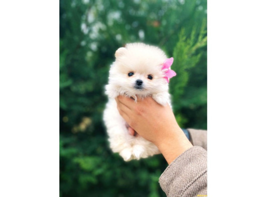 Vonalp Pet Garanti̇si̇yle Güzelli̇ği̇ne Hayran Birakan Pomerian Yavrularimiz