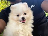 Pomeranian boo antalya
