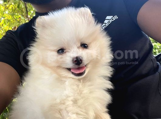 Pomeranian Boo Antalya