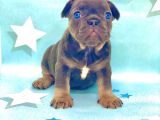 Kali̇teli̇ Ve En Sevi̇mli̇ Blue Tan Fransiz Bulldog