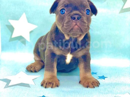 Kali̇teli̇ Ve En Sevi̇mli̇ Blue Tan Fransiz Bulldog görsel