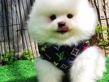 Sevi̇mli̇ Pomerani̇an Boo Bebekler