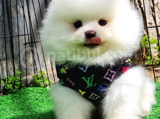 Sevi̇mli̇ Pomerani̇an Boo Bebekler görsel