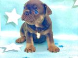 Kali̇teli̇ Ve En Sevi̇mli̇ Blue Tan Fransiz Bulldog