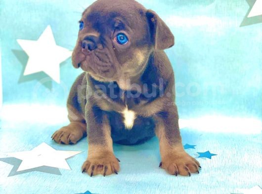 Kali̇teli̇ Ve En Sevi̇mli̇ Blue Tan Fransiz Bulldog görsel