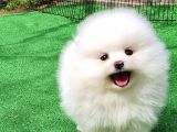 Sevi̇mli̇ Pomerani̇an Boo Bebekler