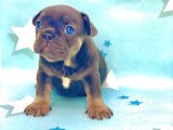 KALİTELİ VE EN SEVİMLİ BLUE TAN FRANSIZ BULLDOG