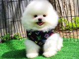 SEVİMLİ POMERANİAN BOO BEBEKLER