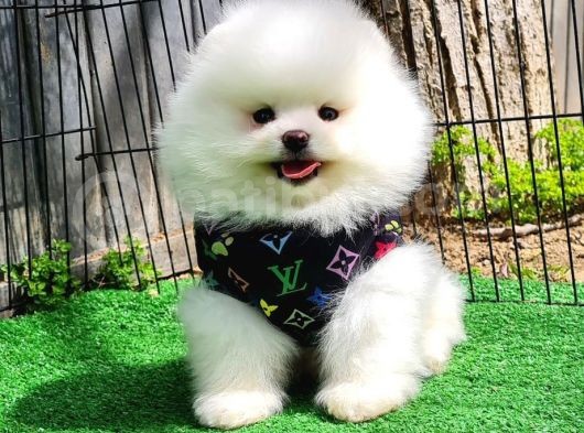 Sevi̇mli̇ Pomerani̇an Boo Bebekler