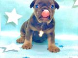 Kali̇teli̇ Ve En Sevi̇mli̇ Blue Tan Fransiz Bulldog