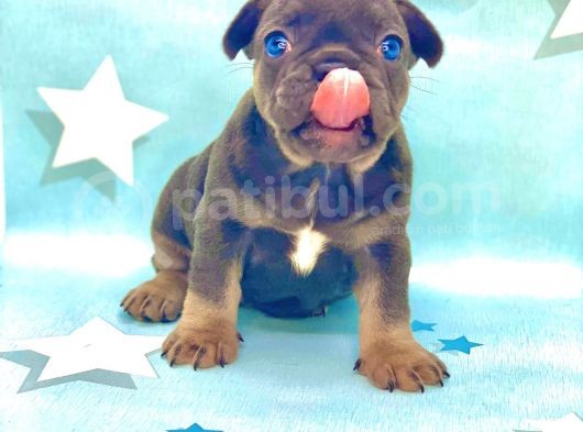Kali̇teli̇ Ve En Sevi̇mli̇ Blue Tan Fransiz Bulldog görsel