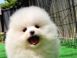 Sevi̇mli̇ Pomerani̇an Boo Bebekler
