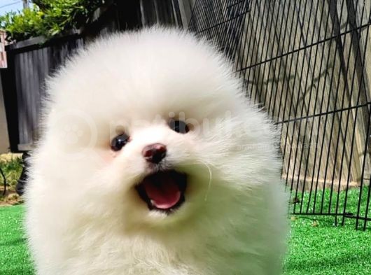 Sevi̇mli̇ Pomerani̇an Boo Bebekler görsel