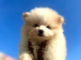Pomeranian Boo Antalya