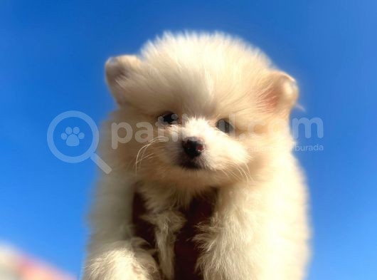 Pomeranian Boo Antalya görsel