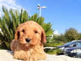 Irk Ve Sağlik Garanti̇li̇ Malti̇poo Yavrulari