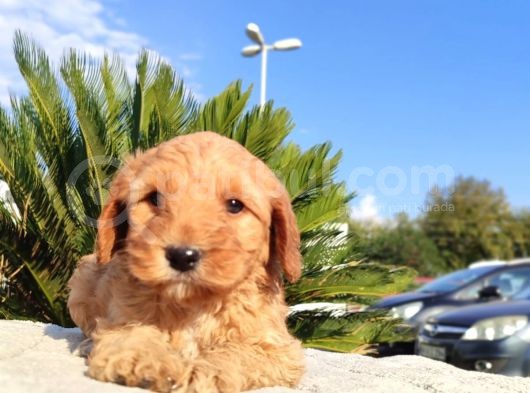 Irk Ve Sağlik Garanti̇li̇ Malti̇poo Yavrulari görsel