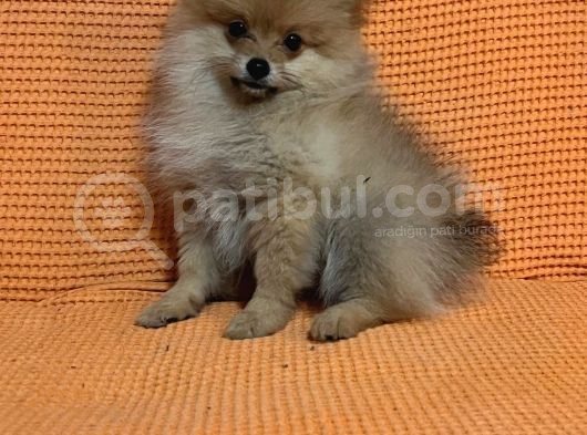 Uygun Pomerian Kalite görsel