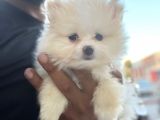 Pomeranian Boo Antalya