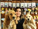 YAKIŞIKLI AMERİKAN COCKER BEBEKLER