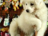 Kari̇zmati̇k Samoyed Bebekler