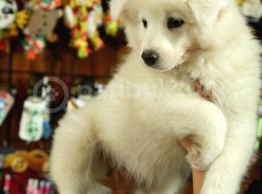 Kari̇zmati̇k Samoyed Bebekler görsel
