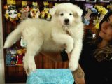 Kari̇zmati̇k Samoyed Bebekler