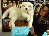 Kari̇zmati̇k Samoyed Bebekler