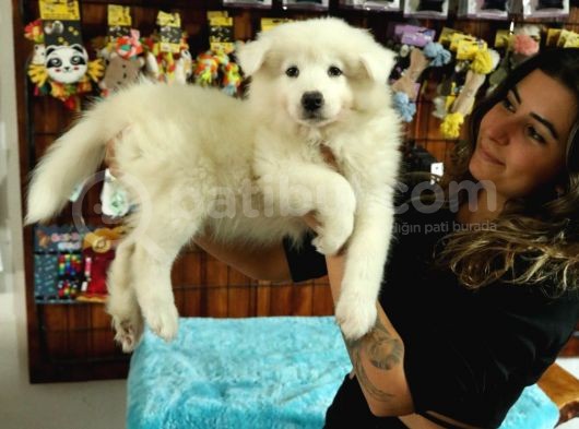 Kari̇zmati̇k Samoyed Bebekler görsel