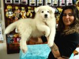 KARİZMATİK SAMOYED BEBEKLER
