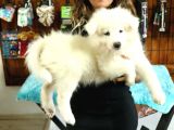 Kari̇zmati̇k Samoyed Bebekler