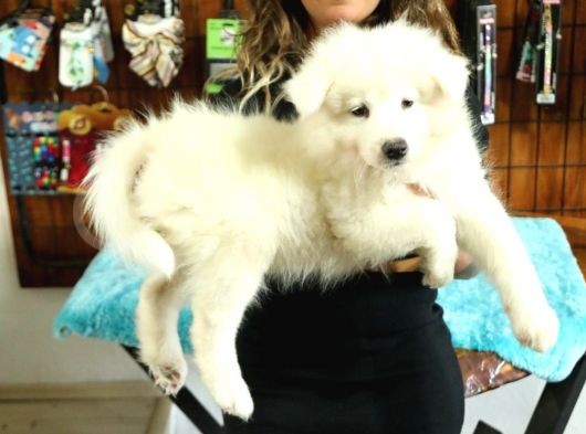Kari̇zmati̇k Samoyed Bebekler görsel