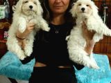 Pamuk Gi̇bi̇ Maltese Terri̇er Sifir Numara Bebekler