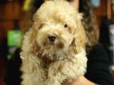 2000S ROCK MÜZİK KADAR GÜZEL TOY POODLE