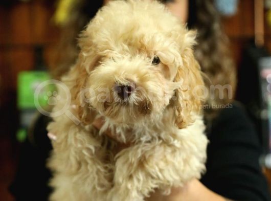 2000S Rock Müzi̇k Kadar Güzel Toy Poodle