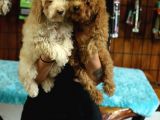 2000S Rock Müzi̇k Kadar Güzel Toy Poodle