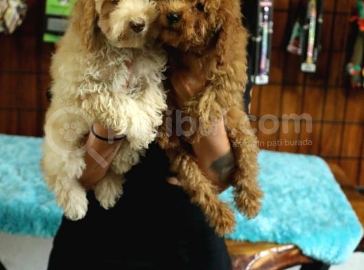 2000S Rock Müzi̇k Kadar Güzel Toy Poodle görsel