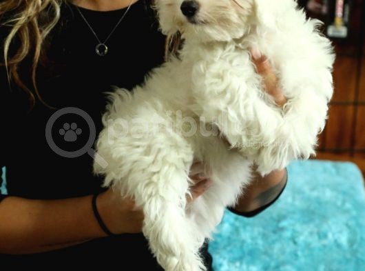 Pamuk Gi̇bi̇ Maltese Terri̇er Sifir Numara Bebekler görsel